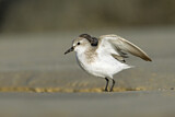 Image. Red-necked Stint