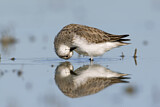 Image. Red-necked Stint