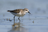 Image. Red-necked Stint