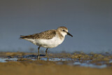 Image. Red-necked Stint