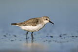Image. Red-necked Stint