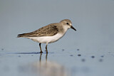 Image. Red-necked Stint