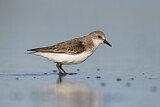 Image. Red-necked Stint