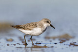 Image. Red-necked Stint