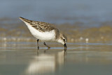 Image. Red-necked Stint