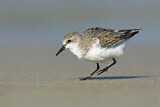 Image. Red-necked Stint