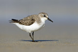 Image. Red-necked Stint