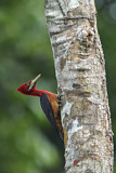 Image. Red-necked Woodpecker