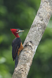 Image. Red-necked Woodpecker