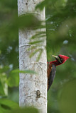Image. Red-necked Woodpecker