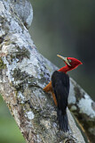 Image. Red-necked Woodpecker