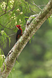 Image. Red-necked Woodpecker