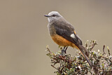 Image. Red-rumped Bush Tyrant