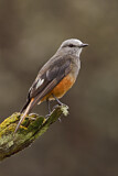 Image. Red-rumped Bush Tyrant