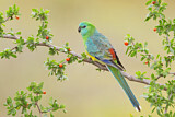 Image. Red-rumped Parrot