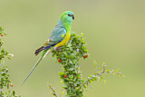 Image. Red-rumped Parrot