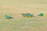 Image. Red-rumped Parrot