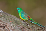 Image. Red-rumped Parrot