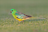 Image. Red-rumped Parrot