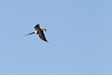 Image. Red-rumped Swallow