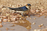 Image. Red-rumped Swallow