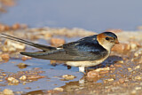 Image. Red-rumped Swallow