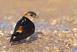 Image. Red-rumped Swallow