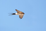 Image. Red-rumped Swallow