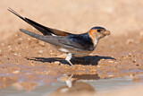 Image. Red-rumped Swallow