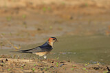 Image. Red-rumped Swallow
