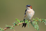 Image. Red-rumped Swallow