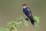 Image. Red-rumped Swallow