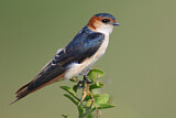 Image. Red-rumped Swallow