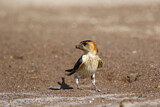 Image. Red-rumped Swallow