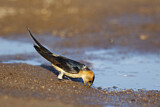 Image. Red-rumped Swallow