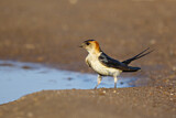 Image. Red-rumped Swallow