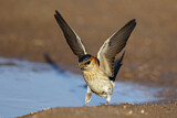 Image. Red-rumped Swallow