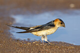 Image. Red-rumped Swallow