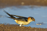 Image. Red-rumped Swallow
