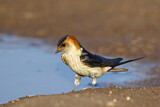 Image. Red-rumped Swallow