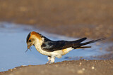 Image. Red-rumped Swallow