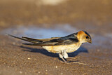 Image. Red-rumped Swallow