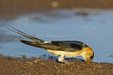 Image. Red-rumped Swallow