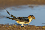 Image. Red-rumped Swallow