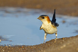 Image. Red-rumped Swallow