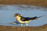 Image. Red-rumped Swallow