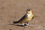 Image. Red-rumped Swallow