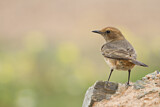 Image. Red-rumped Wheatear