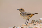 Image. Red-rumped Wheatear
