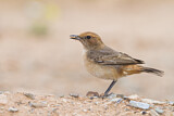 Image. Red-rumped Wheatear